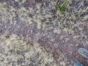 gewitter - blitz - regen - hagel temperatursturz innert 15 min von 24 auf 2°